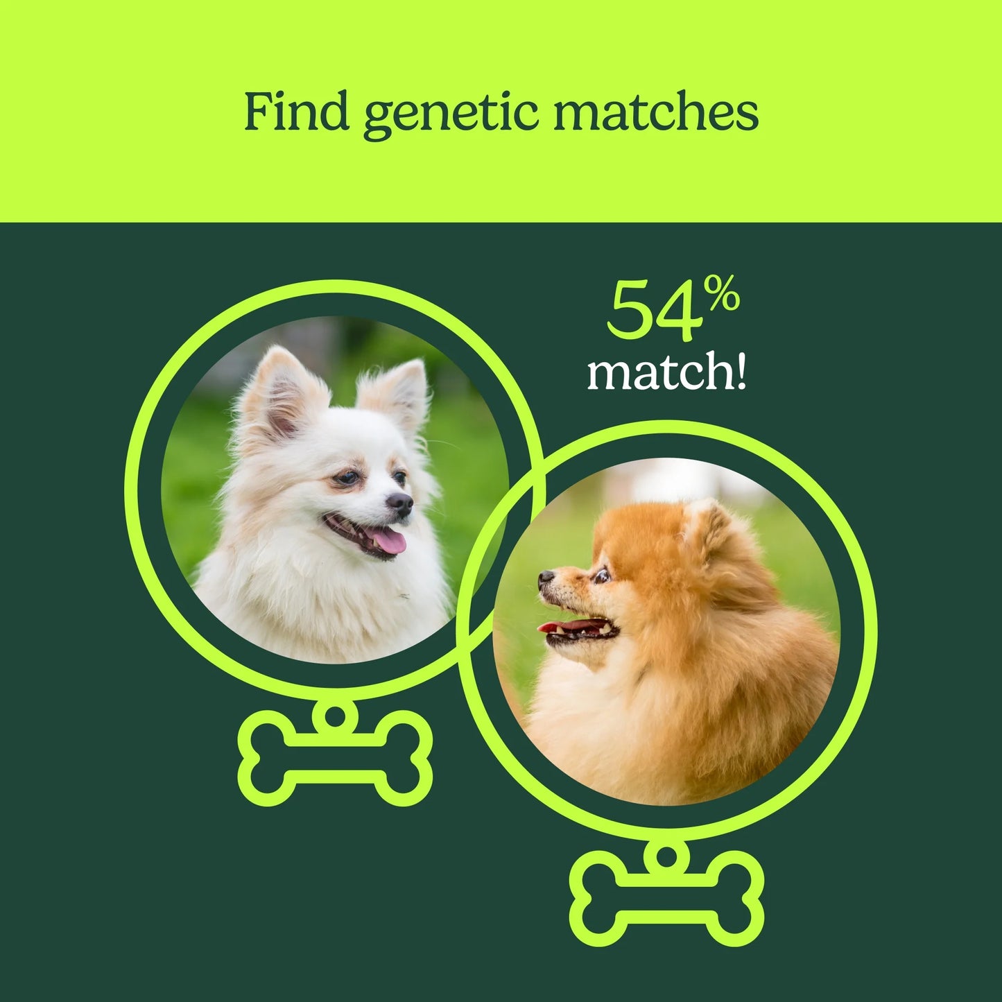 Pet DNA by : Dog DNA Breed Identification Test, Genetic Traits, DNA Matches, Dog DNA Test